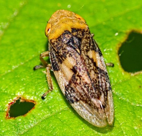 Philaenus spumarius